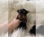 Small Photo #9 Yorkshire Terrier Puppy For Sale in HAYWARD, CA, USA