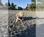 Small #1 Coton de Tulear Mix