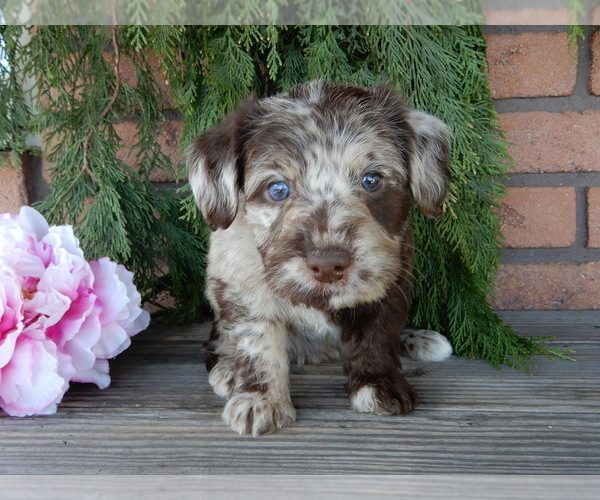 Medium Photo #8 Labradoodle Puppy For Sale in MILLERSBURG, OH, USA