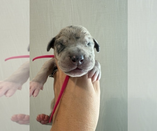 Medium Photo #36 Great Dane Puppy For Sale in HALLETTSVILLE, TX, USA