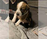 Puppy Bear American Pit Bull Terrier
