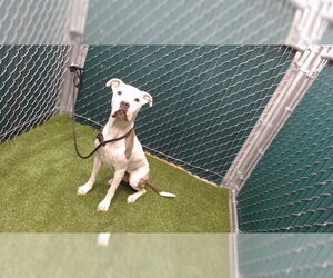 Mutt Dogs for adoption in Downey, CA, USA