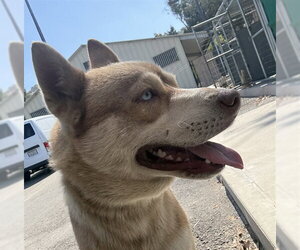 Siberian Husky Dogs for adoption in Norco, CA, USA