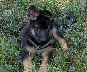 German Shepherd Dog Puppy for sale in PENSACOLA, FL, USA