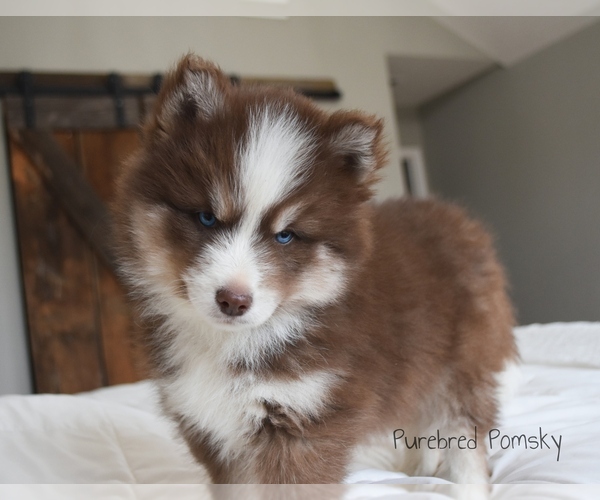 Medium Photo #1 Pomsky Puppy For Sale in KANSAS CITY, MO, USA