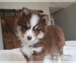 Image preview for Ad Listing. Nickname: Hopper Pomsky
