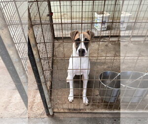 Cooper - Male Mutt Dog for Adoption - Photo #3