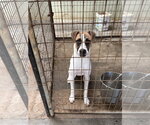 Small #2 Mutt