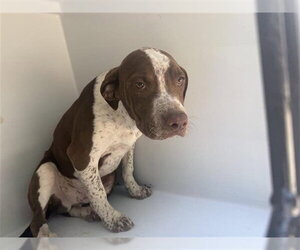 Labrador Retriever-Unknown Mix Dogs for adoption in Houston, TX, USA