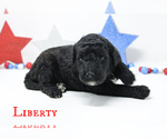 Small Photo #5 Goldendoodle Puppy For Sale in MIDDLESEX, NC, USA