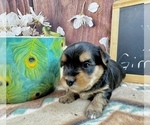 Small #6 Morkie