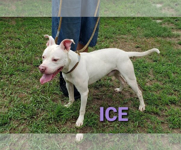 Medium Photo #1 American Pit Bull Terrier Puppy For Sale in Seaford, DE, USA