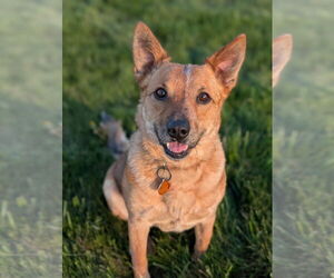 Mutt Dogs for adoption in Candler, NC, USA
