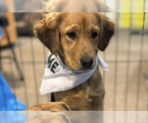 Mutt Dogs for adoption in El Centro, CA, USA