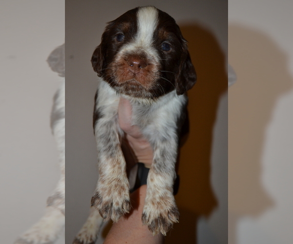 Medium Photo #29 English Springer Spaniel Puppy For Sale in LITCHFIELD, MN, USA