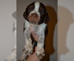 Small #3 English Springer Spaniel
