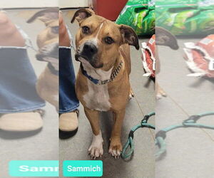 American Staffordshire Terrier-Boxer Mix Dogs for adoption in Richmond, IN, USA