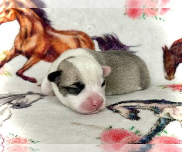 Medium Photo #1 Pembroke Welsh Corgi Puppy For Sale in WOODLAND, WA, USA