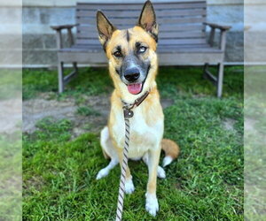 MILA - Female German Shepherd Dog-Unknown Mix Dog for Adoption - Photo #3