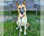 Small Photo #3 German Shepherd Dog-Unknown Mix Puppy For Sale in Long Beach, CA, USA
