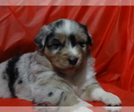 Small Photo #7 Australian Shepherd Puppy For Sale in OZARK, AR, USA