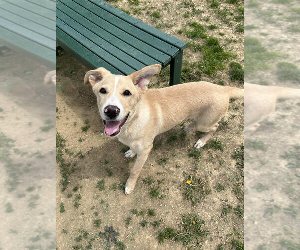 Medium Photo #3 Labrador Retriever Puppy For Sale in Evansville, IN, USA