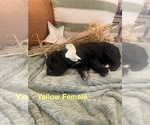 Puppy Yellow Female Golden Mountain Doodle
