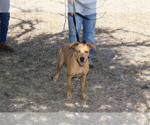 Sheprador Dogs for adoption in Bandera, TX, USA