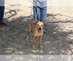 Small Photo #1 Sheprador Puppy For Sale in Bandera, TX, USA