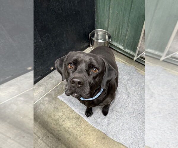 Medium Photo #3 Labrador Retriever-Unknown Mix Puppy For Sale in Osgood, IN, USA