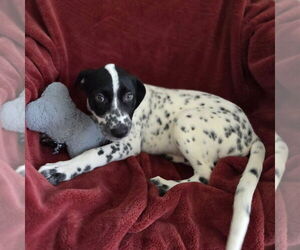 Dalmatian-Unknown Mix Dogs for adoption in Chico, CA, USA