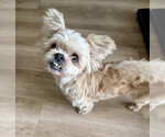 Small Photo #2 Shih Tzu-Unknown Mix Puppy For Sale in oakland, FL, USA