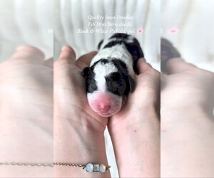 Bernedoodle (Miniature) Puppy for sale in ELKHART, IA, USA
