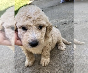 Goldendoodle Puppy for sale in DEXTER, MO, USA