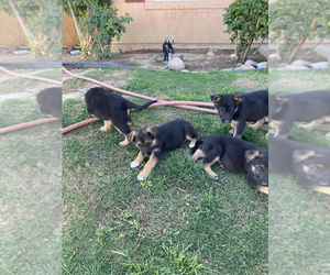 German Shepherd Dog Puppy for sale in BAKERSFIELD, CA, USA