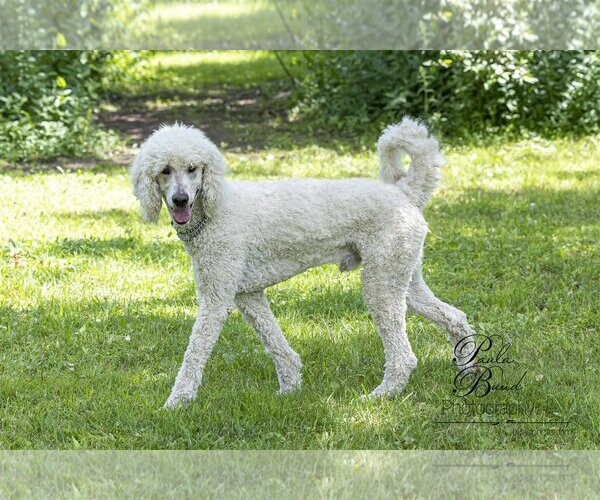 Medium Photo #9 Poodle (Standard) Puppy For Sale in Bowmanville, Ontario, Canada