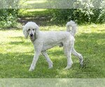Small Photo #9 Poodle (Standard) Puppy For Sale in Bowmanville, Ontario, Canada