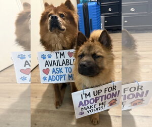 MAX - Male Chow Chow Dog for Adoption - Photo #4