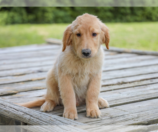 Medium Photo #5 Golden Retriever Puppy For Sale in LIBERTY, KY, USA