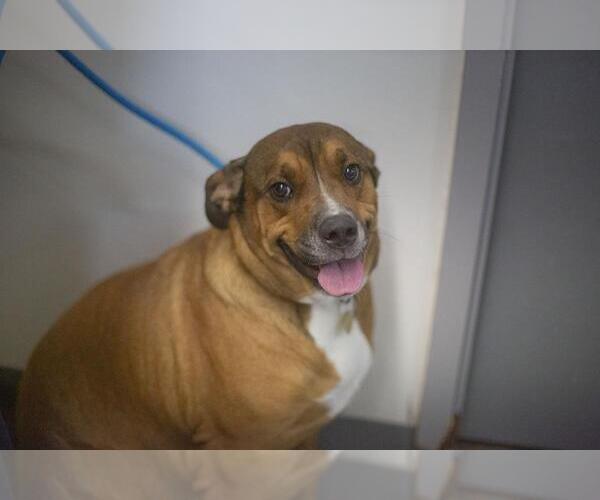 Medium Photo #3  Puppy For Sale in , 