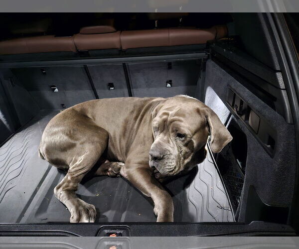 Medium Photo #3 Neapolitan Mastiff Puppy For Sale in Ellisville, MO, USA