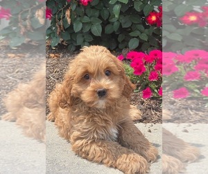 Cock-A-Poo Puppy for sale in CANOGA, NY, USA