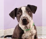Small Photo #3 Border Collie-Bulldog Mix Puppy For Sale in Sheridan, CO, USA