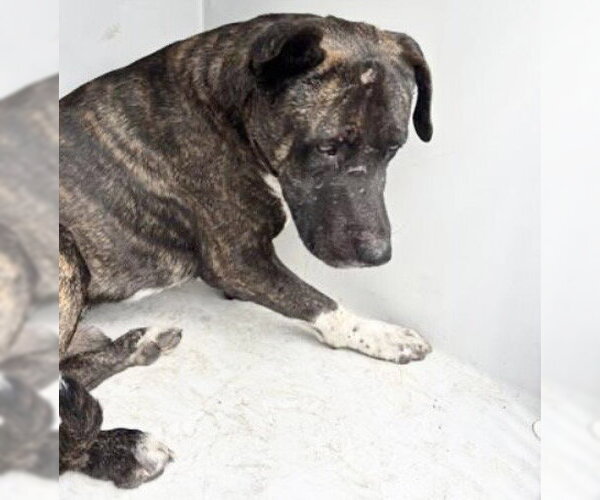 Medium Photo #1 Mutt Puppy For Sale in Houston, TX, USA