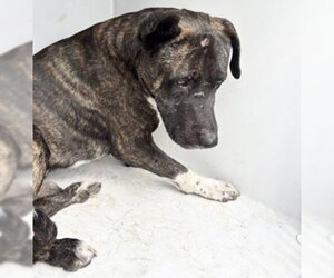 Mutt Dogs for adoption in Houston, TX, USA