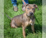 Small #5 American Staffordshire Terrier Mix