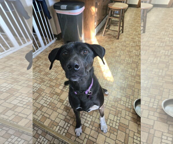 Medium Photo #2 Catahoula Leopard Dog-Labrador Retriever Mix Puppy For Sale in Crystal, MN, USA