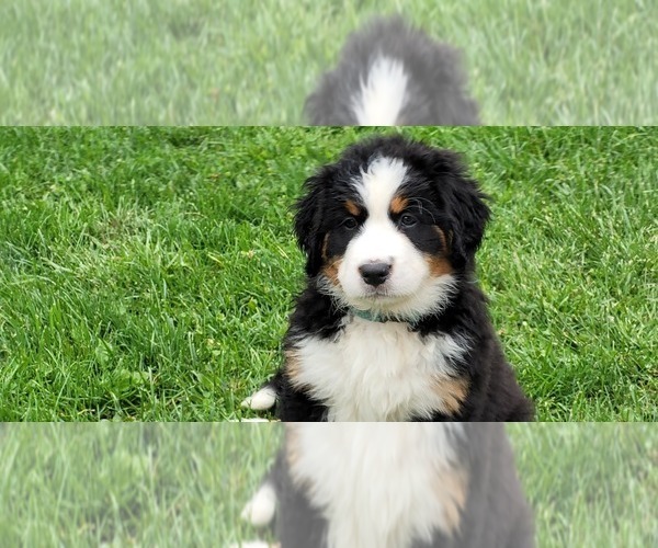 Medium Photo #25 Bernese Mountain Dog Puppy For Sale in LANSING, MI, USA