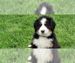 Small #24 Bernese Mountain Dog