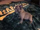 Small Photo #2 French Bulldog Puppy For Sale in CROWS LANDING, CA, USA
